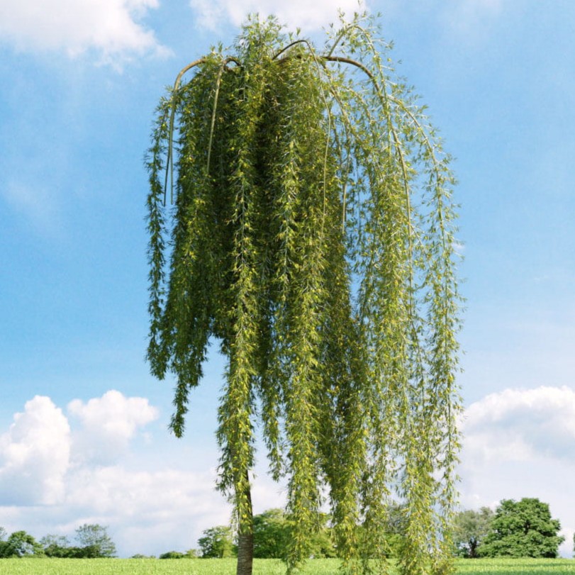 Erbsenstrauch - Caragana arborescens 'Walker' 120cm