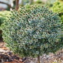 Picea omorika 'Zdechovice'_1.jpg