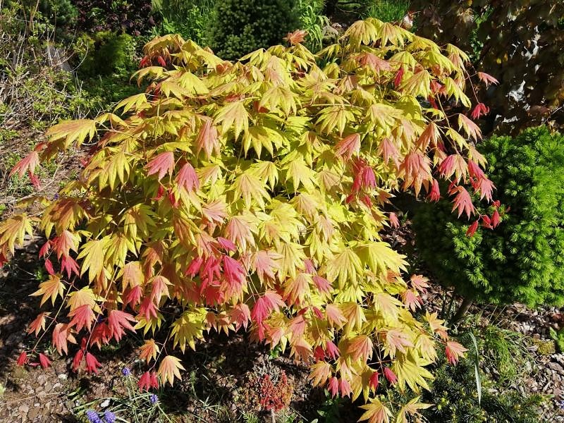 Fächer-Ahorn - Acer shirasawanum 'Jordan' 25-30cm