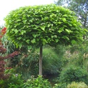 Kugel-Trompetenbaum - Catalpa bignonioides 'Nana' 120cm(Stamm)