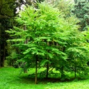 Japanischer Kuchenbaum - Cercidiphyllum japonicum 60-80cm
