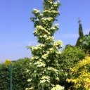 Japanischer Blumen-Hartriegel - Cornus kousa 'Flower Tower' 50-60cm