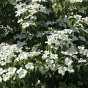 Chinesischer Blumen-Hartriegel - Cornus kousa 'Schmetterling' 60-80cm