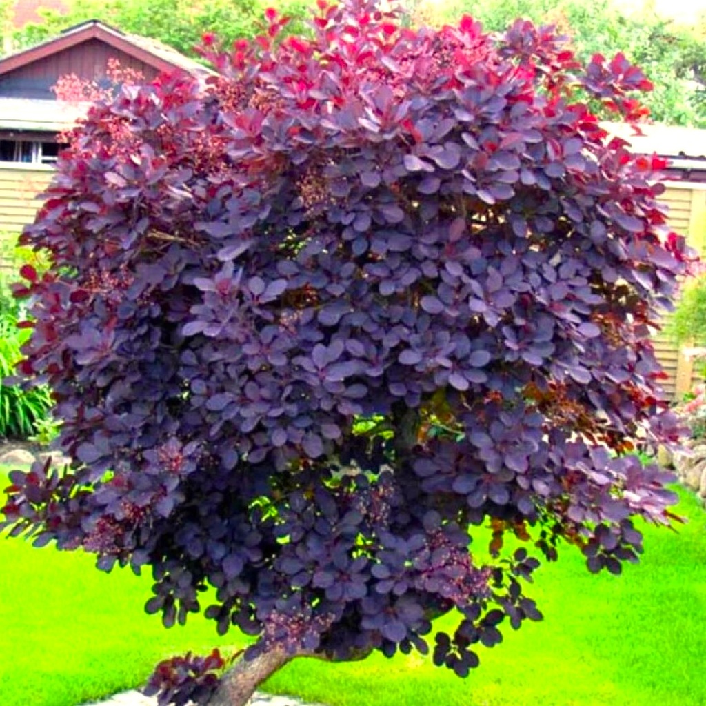 Roter Perückenstrauch - Cotinus coggygria 'Royal Purple' 20-25cm