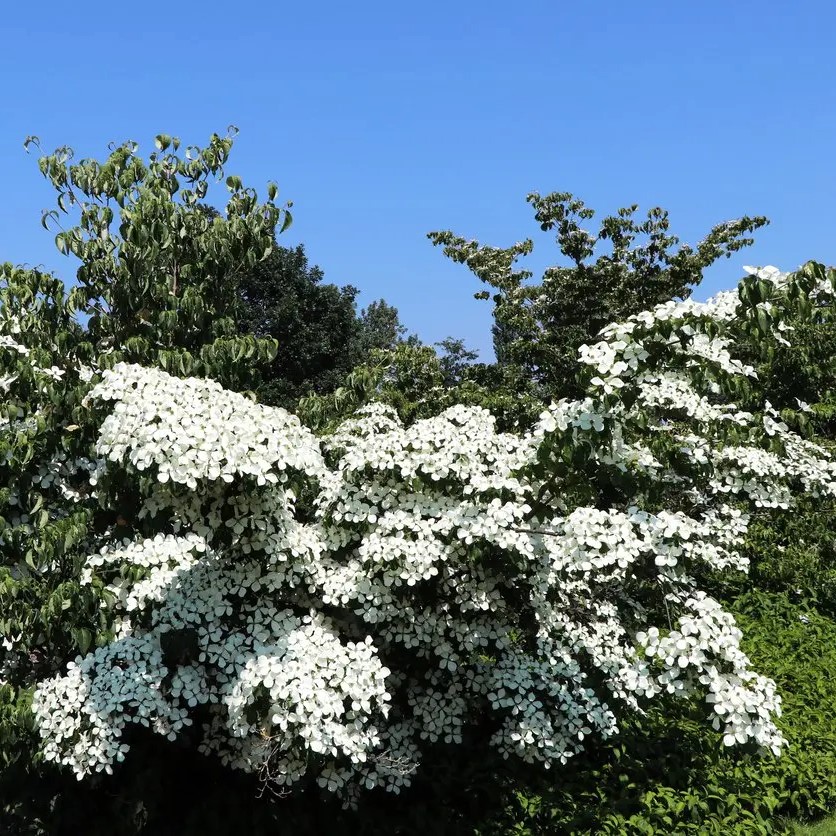 Japanischer Blumen-Hartriegel - Cornus kousa 'Robert's Select' 60-80cm