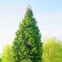 Picea abies 'Cuppressina'_1.jpg