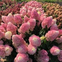 Rispenhortensie - Hydrangea paniculata Proven Winners® 'Pinkachu'® C5