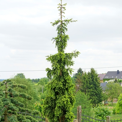 Picea abies 'Rothenhaus_1'.jpg