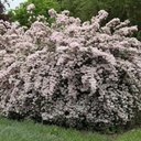 Perlmuttstrauch - Kolkwitzia amabalis 'Pink Cloud' 40-50cm