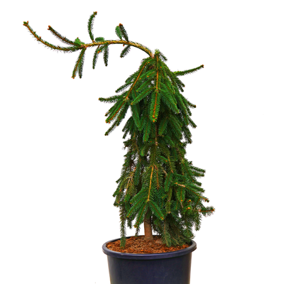 Picea abies Inversa.png