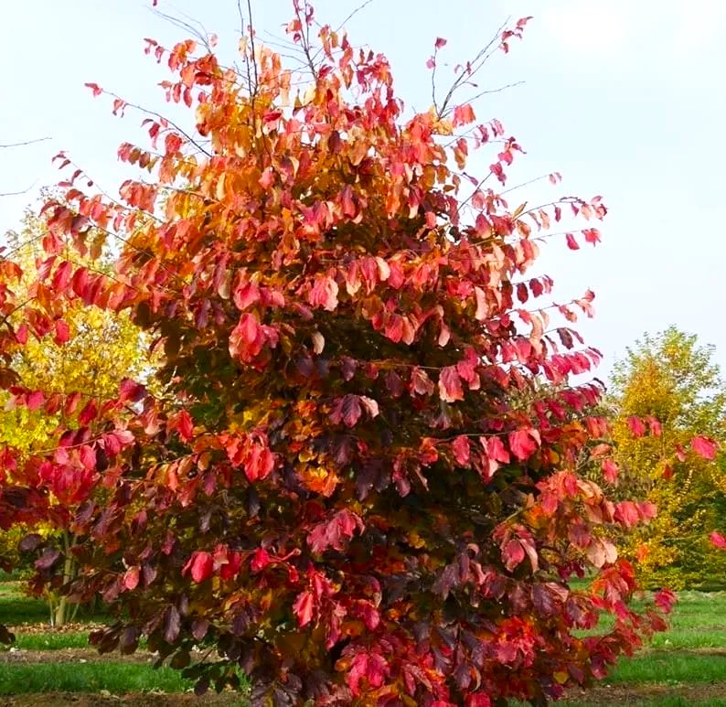 Persischer Eisenholzbaum - Parrotia persica 80-100cm