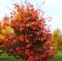 Persischer Eisenholzbaum - Parrotia persica 80-100cm