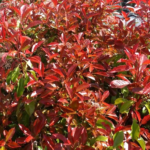 Glanzmispel - Photinia fraseri 'Camilvy' 30-40cm