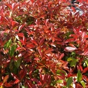 Glanzmispel - Photinia fraseri 'Camilvy' 30-40cm