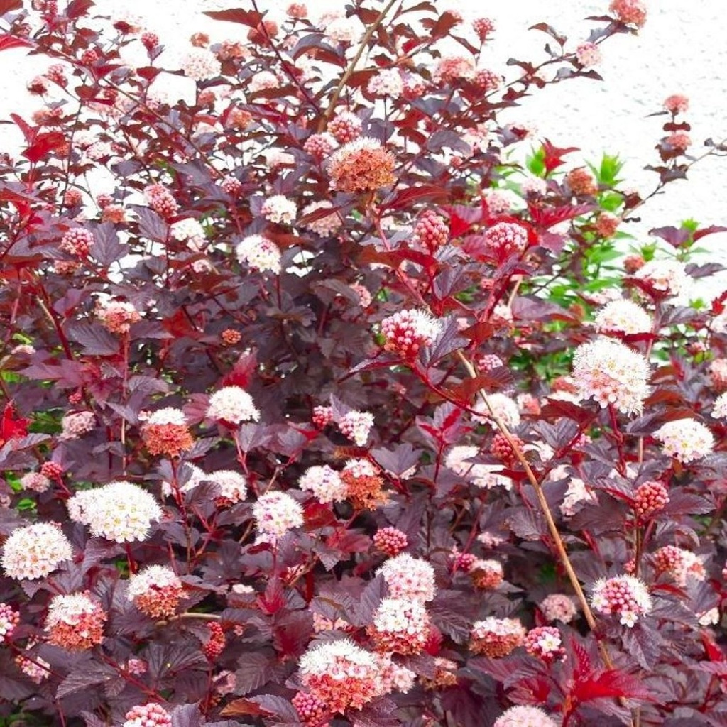 Fasanenspiere - Physocarpus opulifolius 'Lady in Red'® 40-50cm