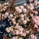 Blasenspiere - Physocarpus opulifolius Proven Winners® 'Tiny Wine'®60-80cm