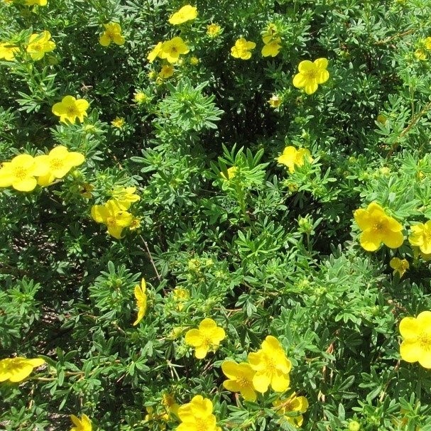 Fingerstrauch / Potentille - Potentilla fruticosa 'Goldfinger' 25-30cm