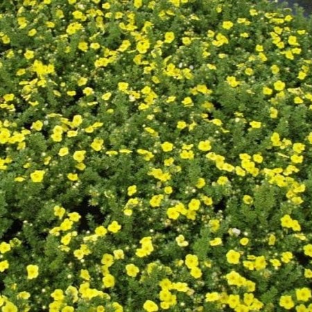 Fingerstrauch / Potentille - Potentilla fruticosa 'Goldfinger' 25-30cm (Kopie)