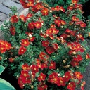 Fingerstrauch - Potentilla fruticosa 'Red -Ace' 25-30cm