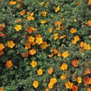 Fingerstrauch - Potentilla fruticosa 'Tangerine' 25-30cm