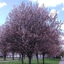 Blutpflaume - Prunus cerasifera 'Nigra' 80-100cm