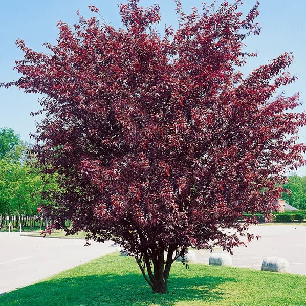 Zwerg-Blutpflaume - Prunus cistena 50-60cm