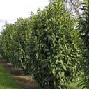 Kirschlorbeer / Lorbeerkirsche - Prunus laurocerasus 'Genolia'® 50-60cm