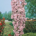 Säulenkirsche - Prunus serrulata 'Amanogawa' Stamm 120 cm