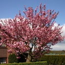 Japanische Nelkenkirsche - Prunus serrulata 'Kanzan' Stamm 120cm