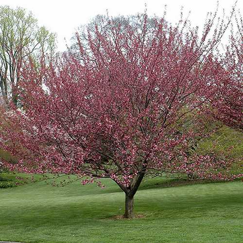 Japanische Nelkenkirsche - Prunus serrulata 'Royal Burgundy'® BüC55