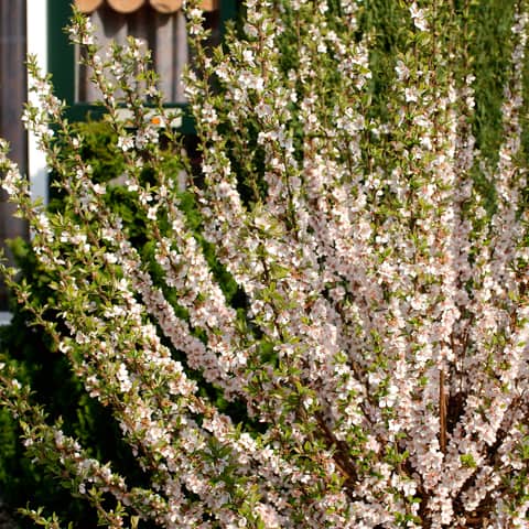 Filzkirsche / Koreakirsche - Prunus tomentosa 40-50 cm