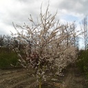 Großfrüchtige / Essbare Blutpflaume - Prunus cerasifera 'Trailblazer' / 'Hollywood' 60-80cm