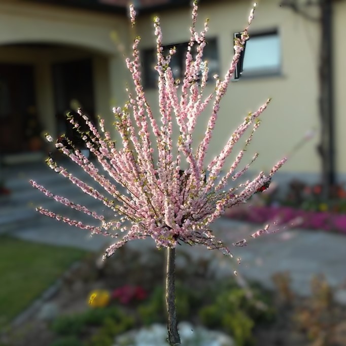 Mandelbäumchen / Mandelstrauch - Prunus triloba Stamm 80cm