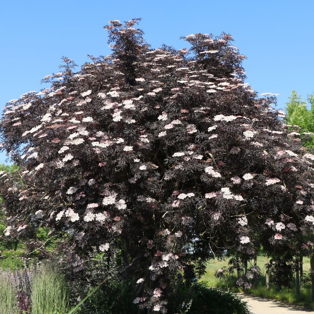 Schwarzer Holunder - Sambucus nigra 'Black Beauty' BüC3