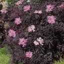 Schwarzer Holunder - Sambucus nigra 'Black Lace'® BüC3