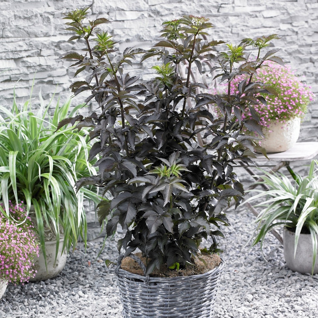 Rotlaubiger Säulen-Holunder - Sambucus nigra 'Black Tower'® BüC3