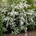 Weiße Rispenspiere Buntstifter - Spiraea cinerea Bunstifter 'Grefsheim' 40-50cm