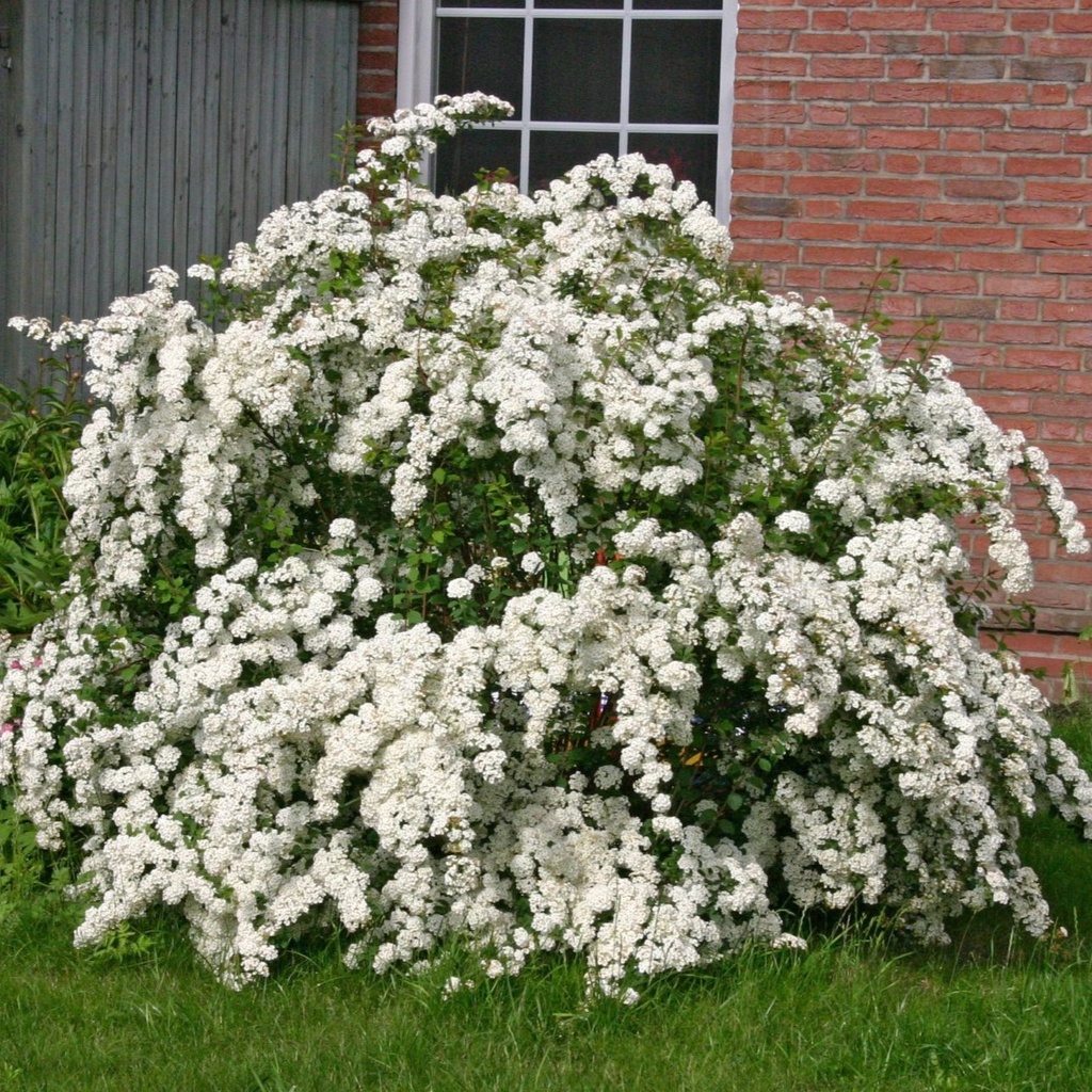 Prachtspiere - Spiraea vanhouttei 40-50cm