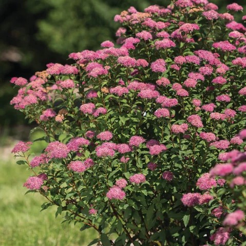 Sommerspiere - Spiraea bumalda 'Superstar'® 30-40cm