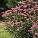 Sommerspiere - Spiraea bumalda 'Superstar'® 30-40cm