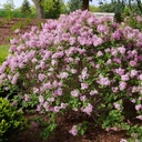 Meyer's Zwerg-Flieder - Syringa meyeri Flowerfesta 'Pink' Stamm 60cm