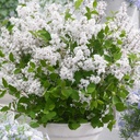 Meyer's Zwerg-Flieder - Syringa meyeri Flowerfesta 'White' Stamm 80cm