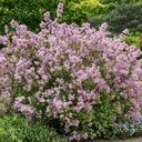 Zwerg-Duftflieder - Syringa meyeri 'Palibin' 30-40cm