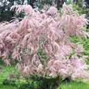 Frühlingstamariske / Kleinblütige Tamariske - Tamarix parviflora 50-60cm