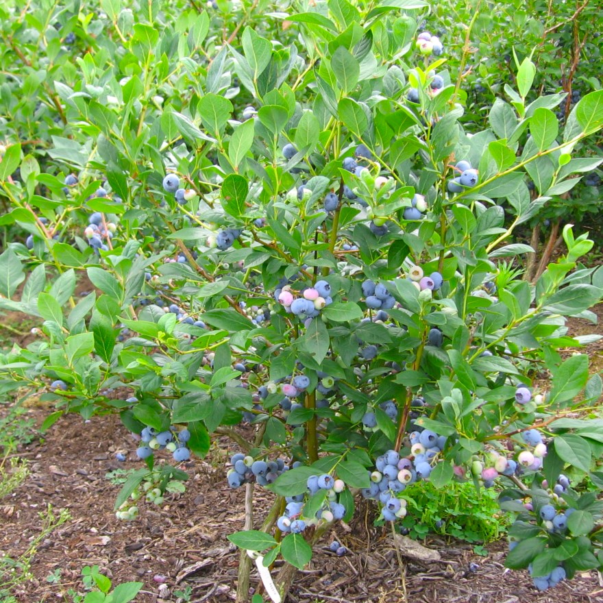 Heidelbeere - Vaccinium corymbosum 'Goldtraube' 40-50cm