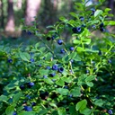 Heidelbeere - Vaccinium corymbosum 'Bluecrop' 40-50cm