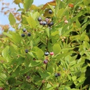 Heidelbeere - Vaccinium corymbosum 'Bluecrop' 40-50cm