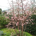 Bodnant-Winterschneeball -Viburnum bodnantense 'Dawn' 50-60cm