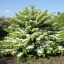 Japanischer Schneeball - Viburnum plicatum 'Mariesii' 40-50cm