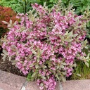 Weigelie - Weigela florida 'All Summer Monet' 25-30cm